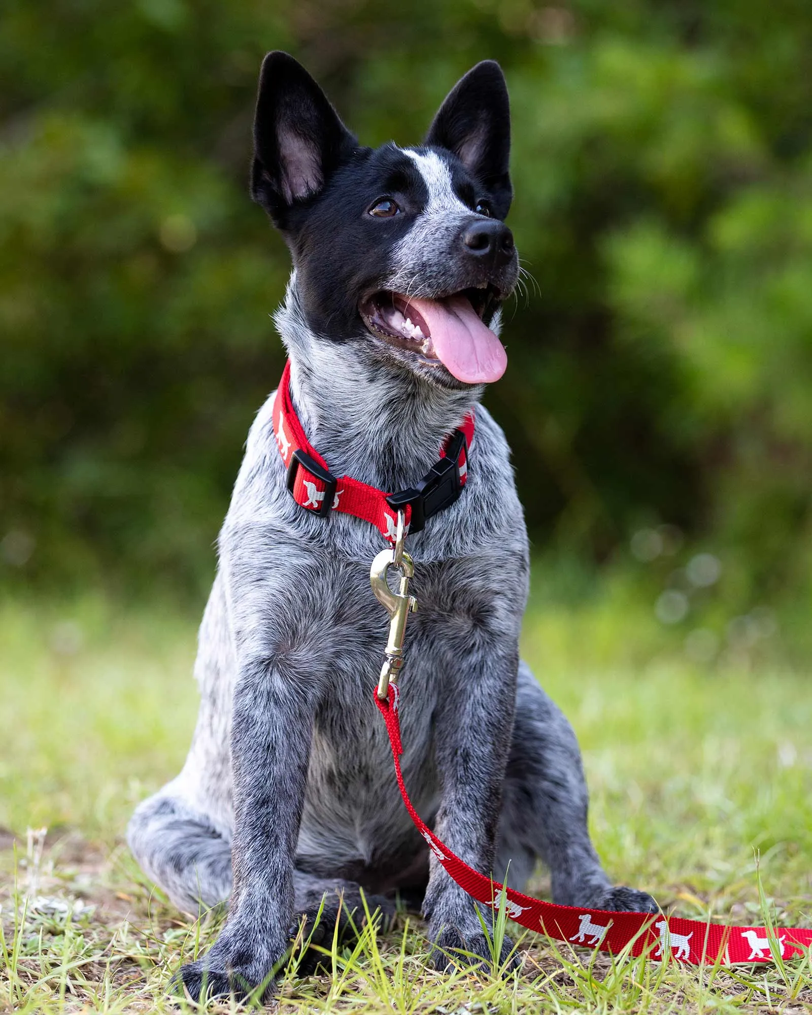 Reflective Hound Series Leash, 1" x 4'