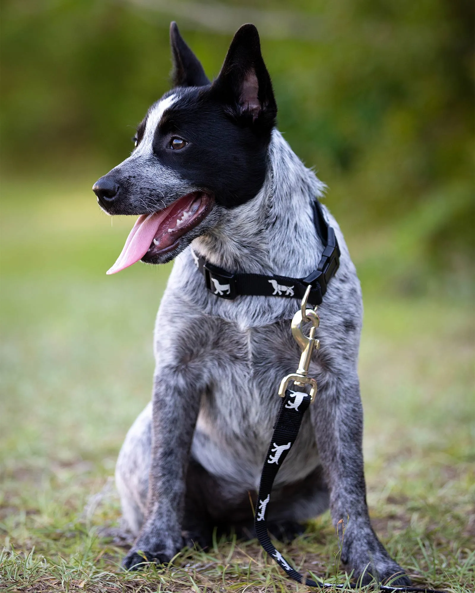 Reflective Hound Series Leash, 1" x 4'